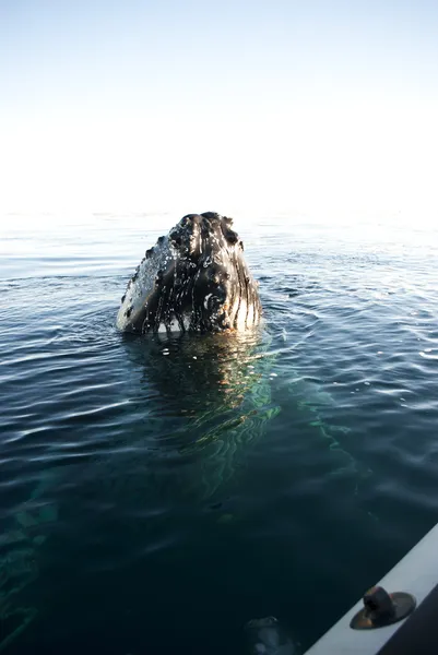 Cabeça de baleia jubarte-1 . — Fotografia de Stock