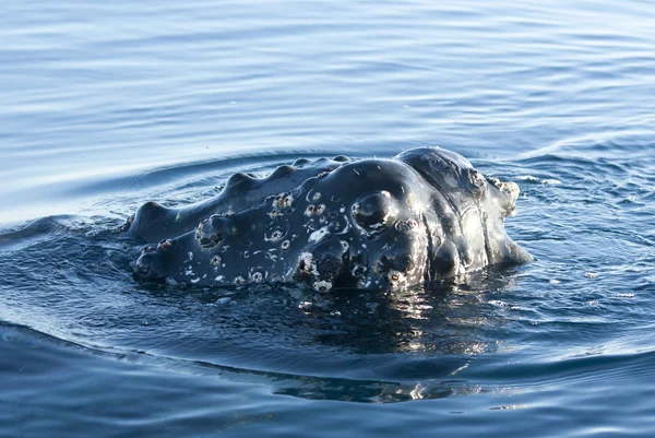 Cabeça de baleia jubarte-3 . — Fotografia de Stock