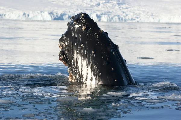 Cabeça de baleia-jubarte-5 . — Fotografia de Stock
