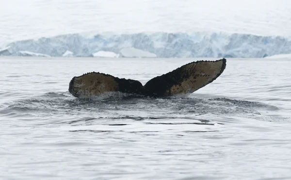 Tail of humpback whale dived-1. — Zdjęcie stockowe