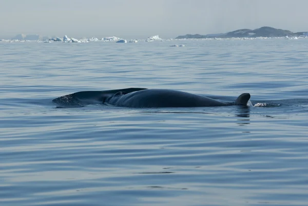 The minke whale in the Southern Ocean-2. — Zdjęcie stockowe