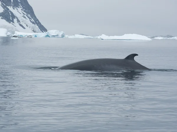 Güney Okyanusu 3 Bayağı minke balinası. — Stok fotoğraf