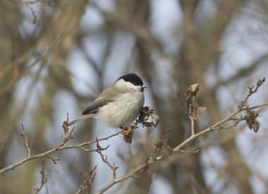 Siyah-baştankara (Parus palustris)