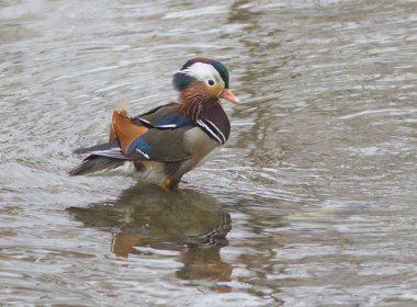 Mandarin ördeği (AIX galericulata) -2.