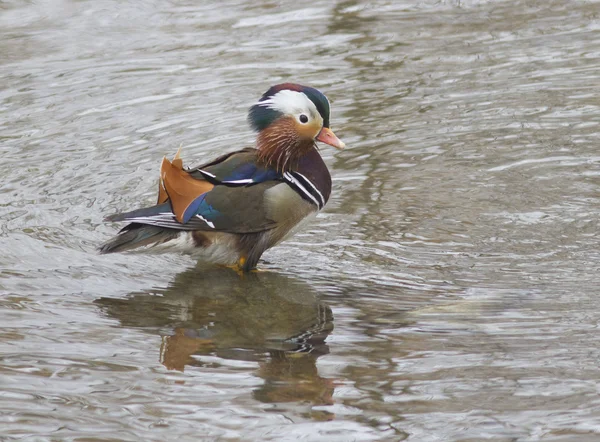 Mandarin duck (Aix galericulata)-2. — Stock Photo, Image