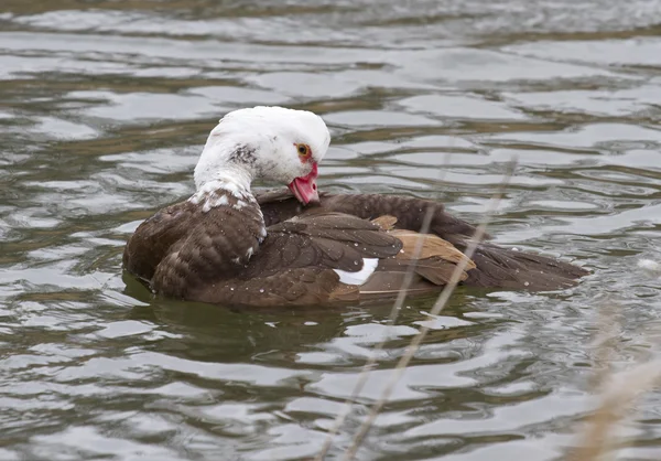 O pato almiscarado macho (Cairina moschata) -3 . — Fotografia de Stock