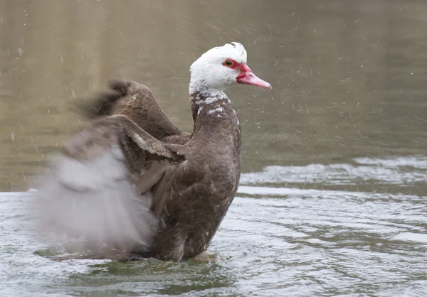 O pato almiscarado macho (Cairina moschata) -5 . — Fotografia de Stock