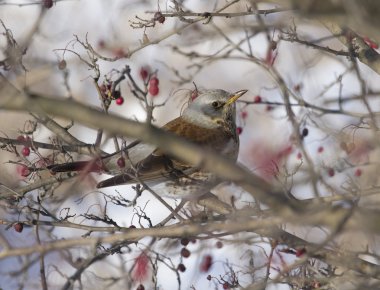 Fieldfare Blackbird sitting in a hawthorn bush. clipart