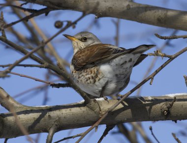 Fieldfare Thrush sitting on a tree branch-2. clipart