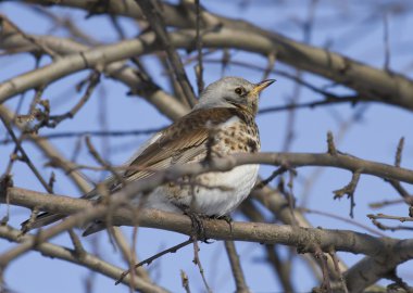 bir ağaç dalı oturan fieldfare ardıç.