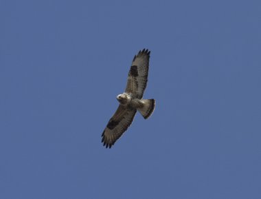 Rough-legged buzzard soaring in the blue sky-2. clipart