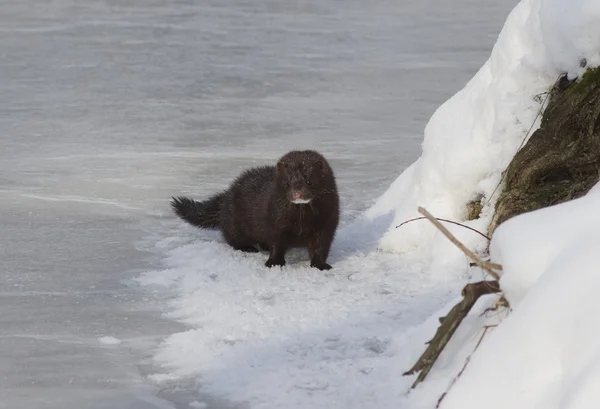 stock image American mink-1