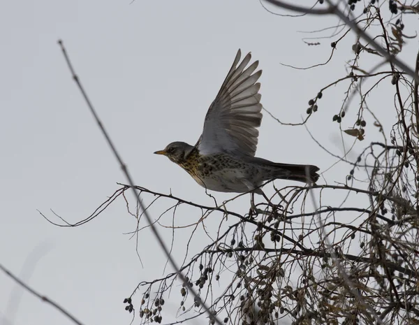 Fieldfare Blackbird decolarea din copac . — Fotografie, imagine de stoc
