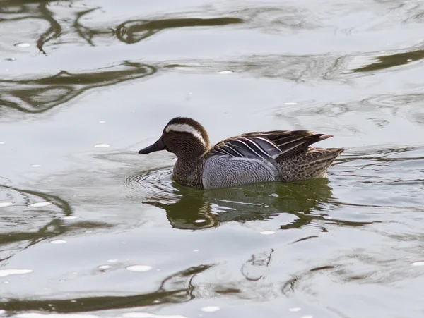 Garganey (Anas querquedula) floating on the water-1. — Stock Photo, Image