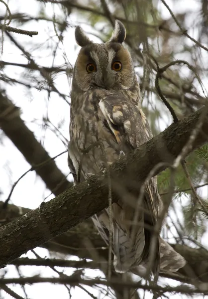 Hibou des marais assis sur un arbre . — Photo