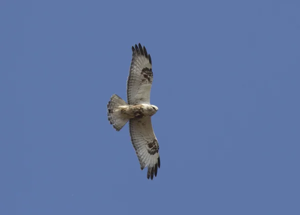 푸른 하늘-1에서 급등 거친 다리 독수리. — 스톡 사진