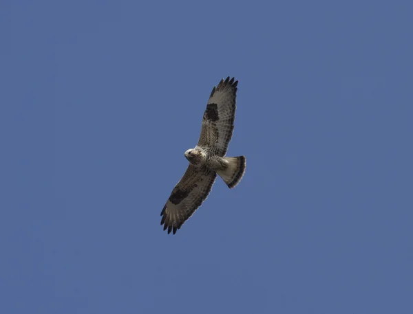 粗腿的秃鹰，翱翔在蓝色的天空-2. — 图库照片