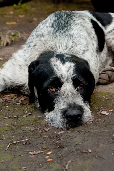 stock image Sad dog.