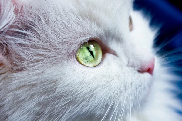 Stock image White cat with green eyes