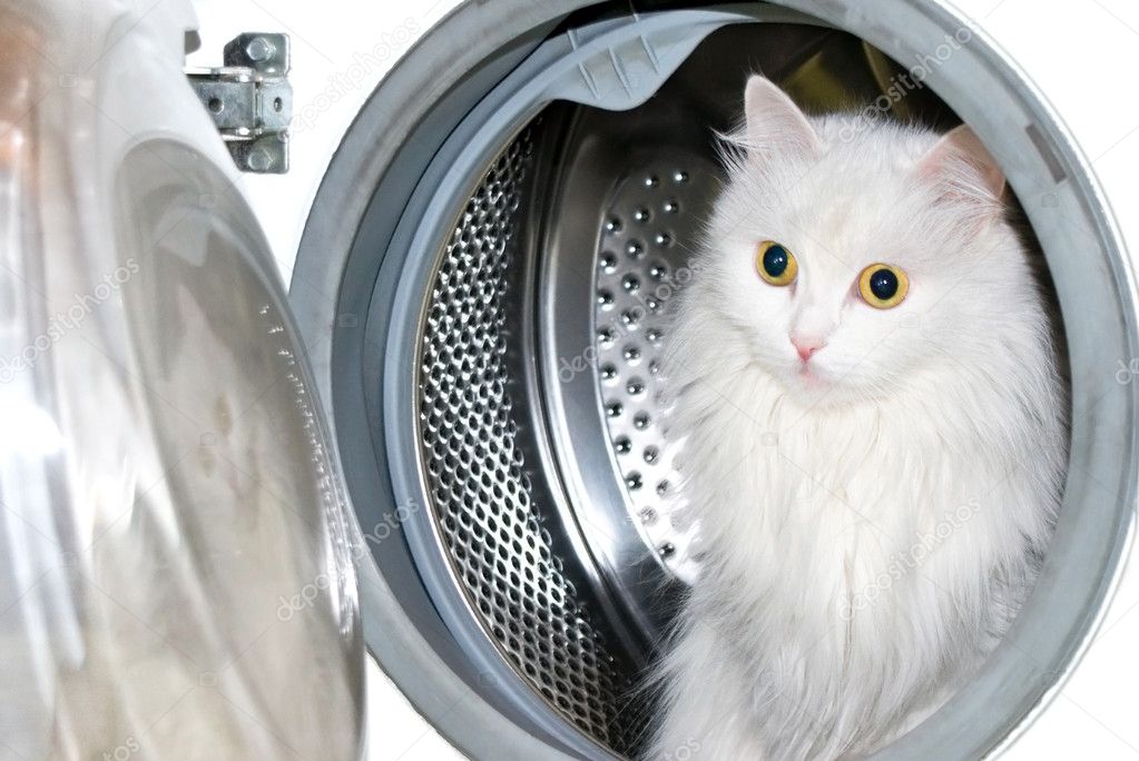 cat washing clothes