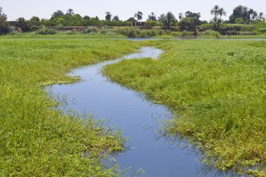 Small stream through marshland clipart