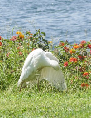 Cattle egret preening itself