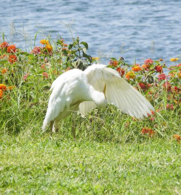 Cattle egret preening itself