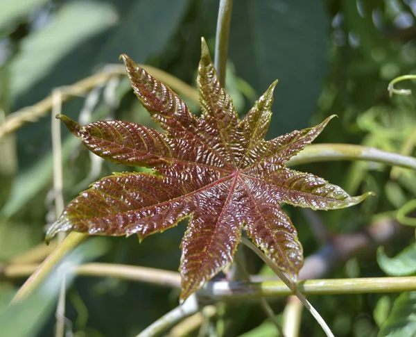Closeup of a leaf — Stock Photo, Image