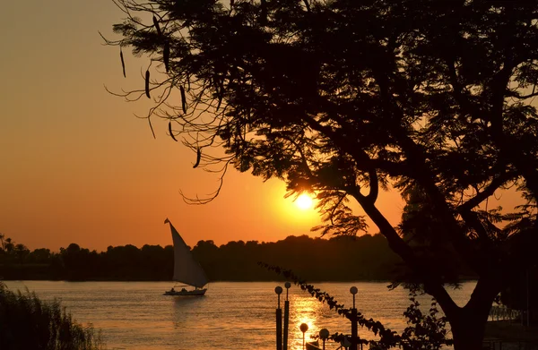 stock image Sunset through a tree