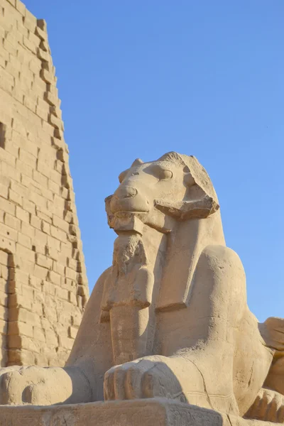 Ram Sfinxen på karnak-templet — Stockfoto