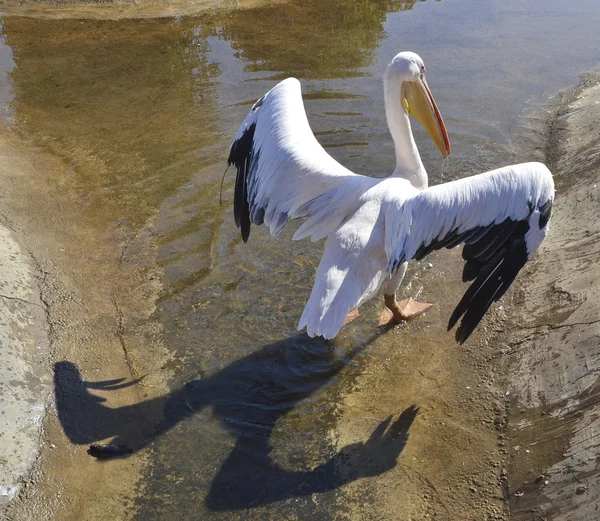 Large white pelican in a zoo — Stock Photo, Image