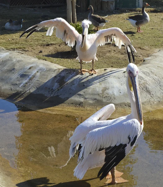 Large white pelicans in a zoo — Stock Photo, Image