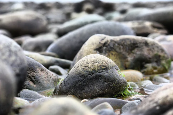 Pedras molhadas em uma praia — Fotografia de Stock