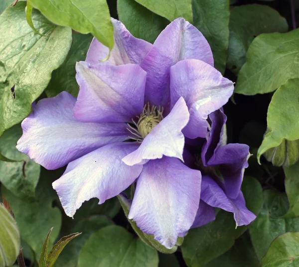 Hermosa flor púrpura Clematis "El Presidente " — Foto de Stock