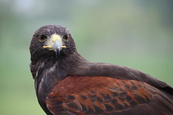 Beautiful brown harris hawk — Zdjęcie stockowe