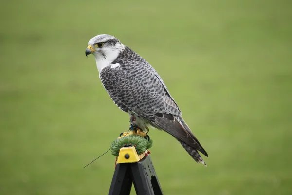 Arktiska falcon — Stockfoto