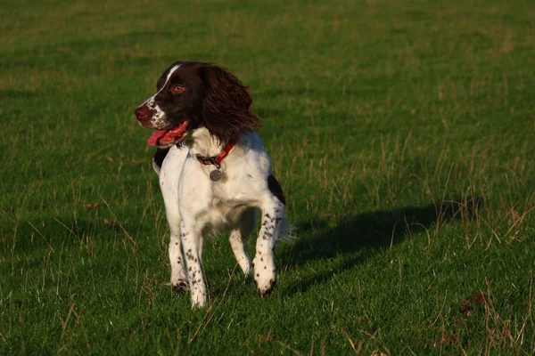 Working English Springer Spaniel standing in a field — Stock Photo, Image