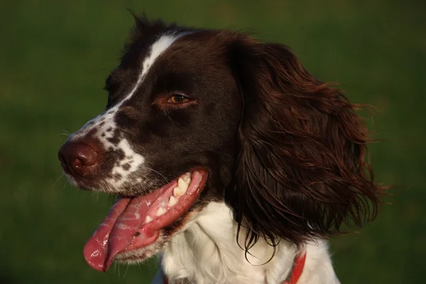 工作英国史宾格犬 — 图库照片