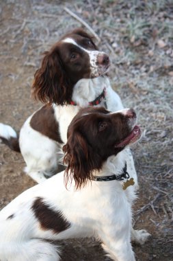 Working english springer spaniel dog friends together clipart