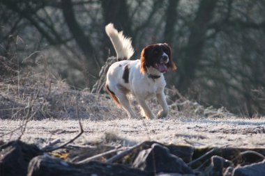 çalışan çalışan İngiliz springer spaniel köpek