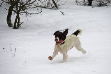 çalışan İngiliz springer spaniel köpek kar keyfi