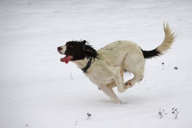 çalışan İngiliz springer spaniel köpek kar keyfi