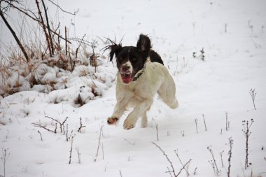 çalışma İngiliz springer spaniel kar keyfi