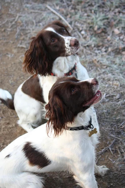 stock image Working english springer spaniel dog friends together