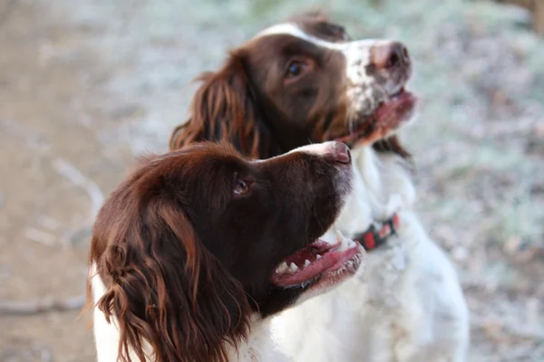 Trabajar inglés springer spaniel perro amigos juntos — Foto de Stock