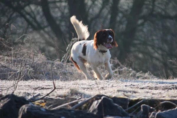Anglický špringršpaněl pracovní pes běží — Stock fotografie