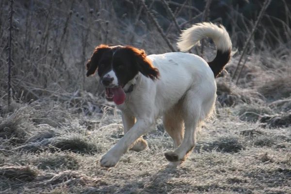 Trabalhando Inglês springer spaniel cão correndo — Fotografia de Stock