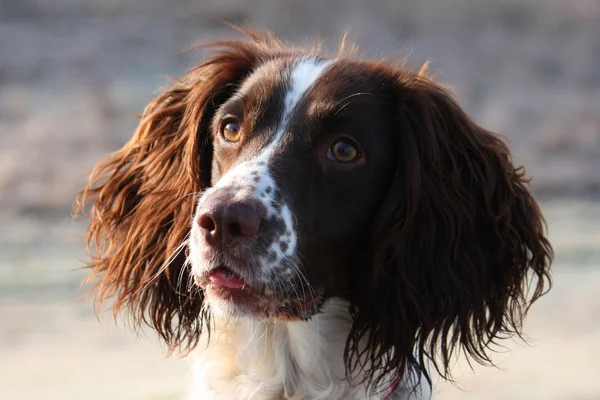 Working english springer spaniel looking cute — Stock Photo, Image