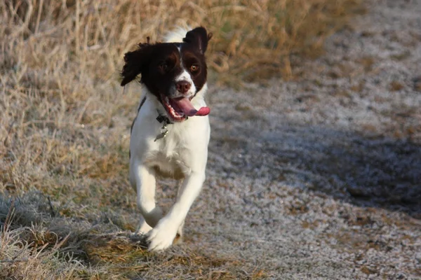 Trabajando inglés springer spaniel dog running — Foto de Stock