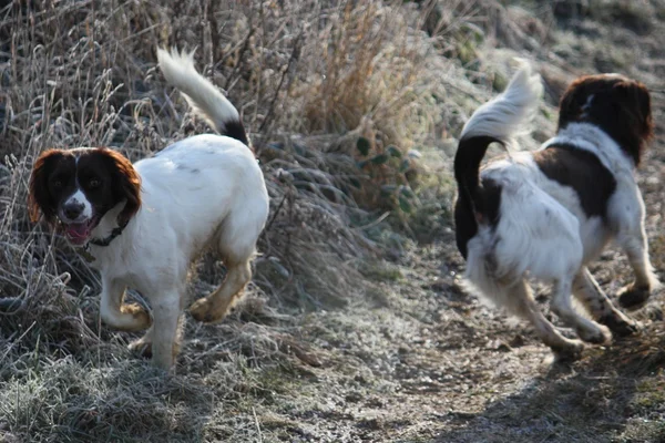 Trabalhando Inglês springer spaniel cães brincando juntos — Fotografia de Stock